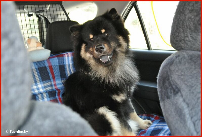 2 (72).jpg - Grishan