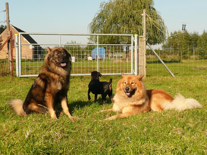 faro_4.jpg - Faro, Basko und Brutus.