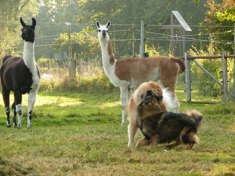 faro_9.jpg - ... und die Lamas schauen zu.
