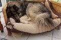 hescora 20171111