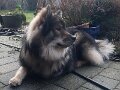neu (13)