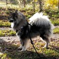 neu (9)