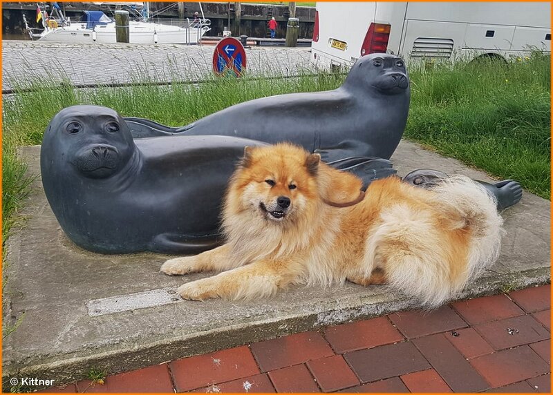 b (9).jpg - Igor Rokko