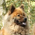bojara