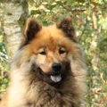 bojara_1