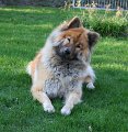 bojara
