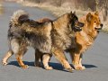 Z_IMG_0608