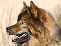 Z_IMG_0635