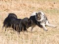 Z_IMG_0664